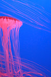 jellyfish 005