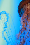 jellyfish 006