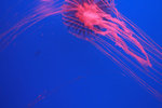 jellyfish 007