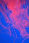 jellyfish 009
