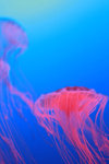 jellyfish 010