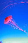 jellyfish 011