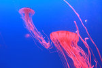 jellyfish 012
