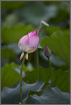花容月貌