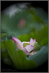 花團錦簇