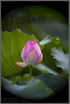 花樣年華