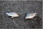 魚兒被釣上岸。
