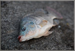 魚兒倦臥了。