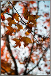 紅葉片片。