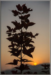 夕陽漫照紅葉千千。