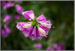H56C7638-1