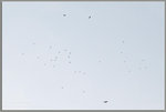 H56C7484-2a