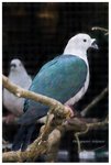 「黑鼻皇鳩」