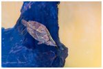 好似一塊樹葉的魚仔，名𤔡「枯葉魚」