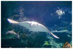 這條魔鬼魚似「飛天豬」嗎？