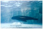 海獅