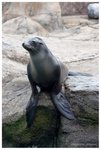 海獅