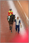 馬匹亮相圈內，一名身穿紅衣的馬迷正在遠眺馬匹踱圈的狀態。