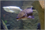 「福鱷」滿嘴利齒，能輕易咬斷鋼絲做成的魚線。