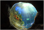 遊人可以透過魚眼觀景窗欣賞海底世界的美麗景色。