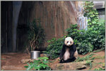 活潑可愛的國寶大熊貓。