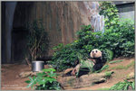 大熊貓食飽便睡覺。