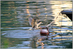 IMG_7982-1
