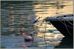 IMG_7986-1