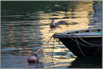 IMG_7989-1