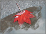 水中紅葉