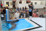 餵飼海豹