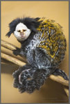白頭狨猴 Callithrix geoffroyi