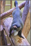 白臀長尾猴 Cercopithecus Neglectus