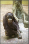 婆羅洲猩猩 Pongo Pygmaeus