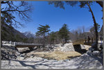 綠樹林蔭