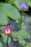 Thai Lotus
