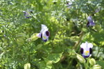 20060917_0520