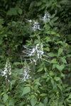 20060917_0642