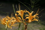 20060917_0652