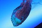 20061104_0964