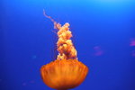20061104_0977