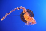 20061104_0982
