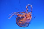 20061104_0985