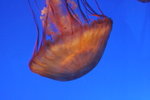 20061104_0987