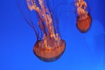 20061104_0988