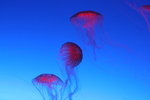 20061104_0995