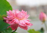 荷花_004