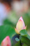 荷花_005