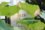 荷花_006