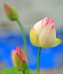 荷花_007